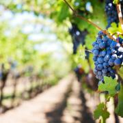 Il turismo enogastronomico fa boom in Italia. Scopri quel che piace di più del nostro paese!