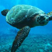 Oggi è la Giornata Mondiale della Tartaruga: ecco 5 curiosità del simpatico rettile