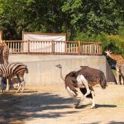 5 bizzarre fughe dagli zoo 
