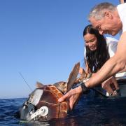 Curata e cresciuta, la tartaruga è tornata in mare aperto
