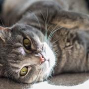 NICO TAVIAN Responsabile del Pronto Soccorso Veterinario di Lainate Milano