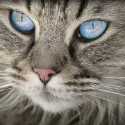NICO TAVIAN Responsabile del Pronto Soccorso Veterinario di Lainate Milano