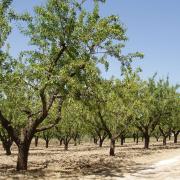 DALLA RICERCA SI APRE UNO SPIRAGLIO: SCOPERTO UN OLIVO ANTI XYLELLA
