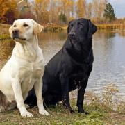 NICO TAVIAN Responsabile del Pronto Soccorso Veterinario di Lainate Milano