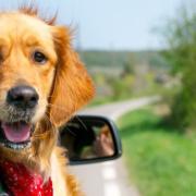 NICO TAVIAN Responsabile del Pronto Soccorso Veterinario di Lainate Milano