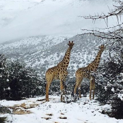 Avete mai visto una giraffa nella neve?