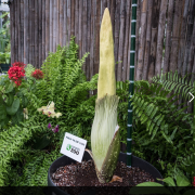 La pianta che fiorisce ogni dieci anni sboccia a Toronto