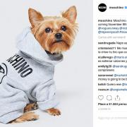 Moschino lancia la nuova collezione… per cani!