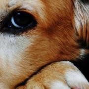 NICO TAVIAN Veterinario, le reazioni allergiche nei nostri animali
