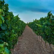 Il clima che cambia mette a rischio la viticoltura in Italia?