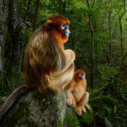 Wildlife Photographer of the Year