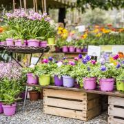 Soffio di primavera - VIII edizione
 

