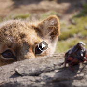 Il Re Leone. Ecco il nuovo trailer del live action firmato Disney