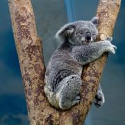 I koala rischiano l’estinzione!