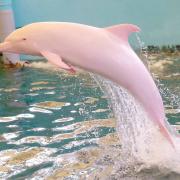 I delfini rosa esistono. Avvistati due esemplari!