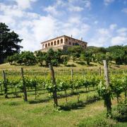 Oltre il paesaggio: le erbe dei Colli Euganei 