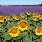 Passione lavanda: tutta la magia della Provenza