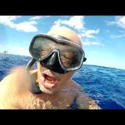 Nuotare con i delfini a Mauritius