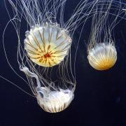 Attenzione alle meduse: ucciderle è reato