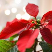 Meravigliosa Stella di Natale...