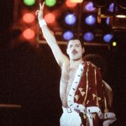 Freddie Mercury: un gatto gli somiglia davvero moltissimo. Le foto