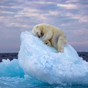 Wildlife Photographer of the Year