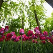 Garden Tourism:  alla scoperta dei tesori verdi in  Italia e in Europa