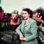 Regina Elisabetta: la statua che la ricorda raffigura anche gli amati corgi