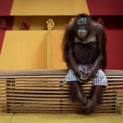 La foto toccante che ha vinto il Premio di Fotografia Ambientale 2024