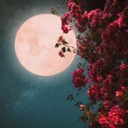 E' in arrivo la Superluna del Cacciatore