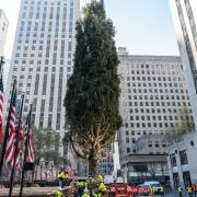 A New York è già arrivato il grande albero di Natale del Rockefeller Center: il video