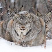 Wildlife Photographer of the Year: la 60esima edizione 