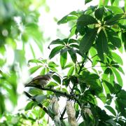 Musica e pianeta Terra: l'iniziativa che assegna i diritti d'autore per i suoni della natura
