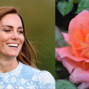 Kate Middleton: ecco la bellissima rosa che le è stata dedicata