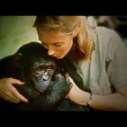 Jane Goodall addio. E' scomparsa la celebre scienziata che lottava per gli scimpanzè