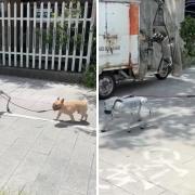 Cane robot porta a spasso un cane vero: il video è già virale