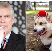 Nuovo schiaffo per l'ex Principe Andrea.  C'entrano i corgi della Regina Elisabetta