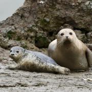 Il latte del futuro sarà di foca
