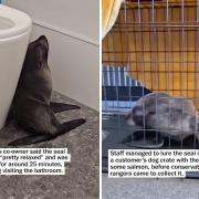 Una foca entra nel bar e si nasconde in bagno: il video virale