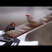 Che musica fanno 70 uccellini che suonano la chitarra elettrica?