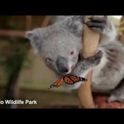 Il koala e la farfalla: l'amicizia sorprendente