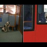 Il video del cane che sta intenerendo il web