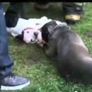 Incendio in una casa. Una madre e il suo cucciolo sono ancora all'interno.