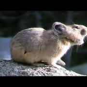 Scoprite il cucciolo più timido e buffo del pianeta: il pika