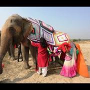 Gigantesche tute all'uncinetto per elefanti freddolosi: il video dall'India