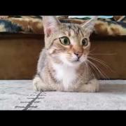 Un gatto guarda un film horror. La reazione è quasi umana!