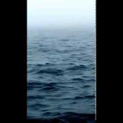 Stanno filmando l'oceano, ad un certo punto accade una cosa fantastica!
