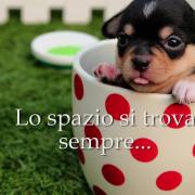 Dedicato a chi ama i libri. E i quattro zampe!