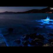 Lo spettacolo è incredibile: di notte queste spiagge si fanno blu fosforescenti. Ma perché?
