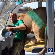 Il leone giocherellone fa amicizia coi turisti. Il video